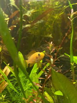 Aquarelle Aquatics review photo