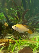 Aquarelle Aquatics review photo