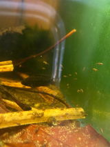 Aquarelle Aquatics review photo