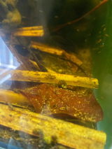Aquarelle Aquatics review photo
