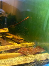 Aquarelle Aquatics review photo