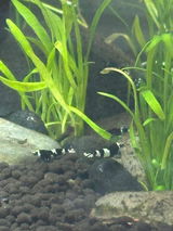 Kat review photo