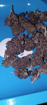 Anthony Plevent review photo