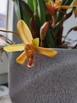 Sylvia Geigenscheder review photo
