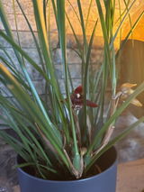 Maurice Diwischek review photo