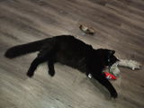 Bloody Knife Pet Toys