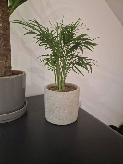 Fantastic looking plant pot which arrived...