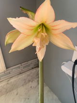 Diana review photo