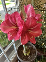 Donna Kobs Hammons review photo