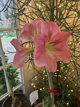 Donna Kobs Hammons review photo