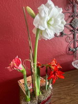 Donna S review photo