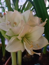 Joyce Swartzmiller review photo