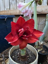 Yesenia Roldan review photo
