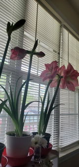 Candy Floss Amaryllis review photo