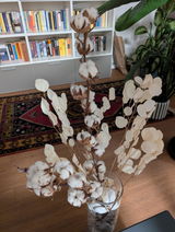 Lisa Prasciolu review photo