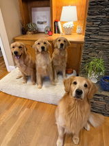 Courtney & the Goldens review photo