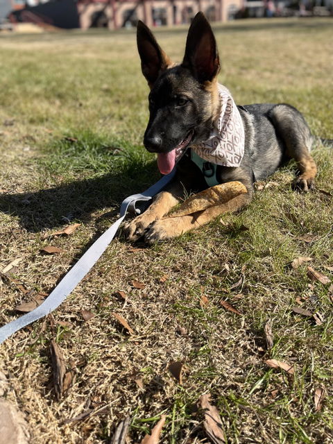 Fog Double Handle Dog Leash