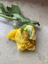 Belma Pintol review photo