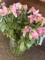 nicolai toth review photo