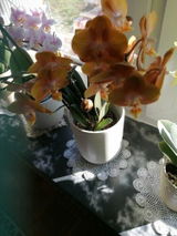 Ulrike M. review photo