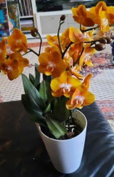 Renate W. review photo