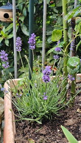 Voigt Hans-Walter review photo