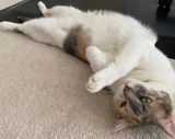 Abby review photo