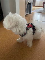 Zeynep review photo