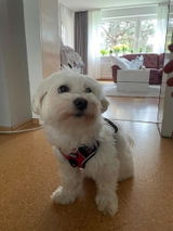 Zeynep review photo