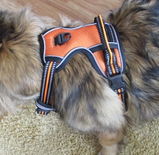 Voltigeur review photo