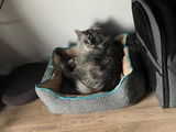 Kleine review photo