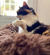 peskycat review photo