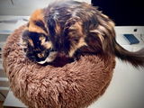 peskycat review photo