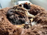 peskycat review photo