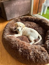 Cliente Amazon review photo