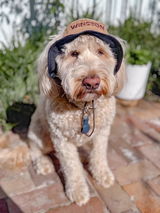 Winston the groodle review photo