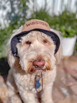 Winston the groodle review photo