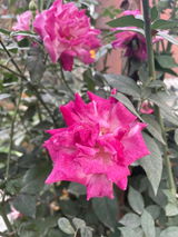Bhawana subedi review photo