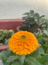 Bhawana subedi review photo