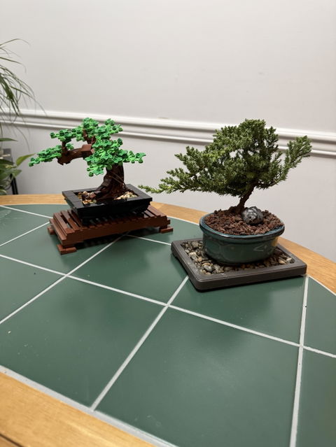 Juniper Procumbens 'Nana' Bonsai Tree in Traditional Ceramic - 3-4 Years Old