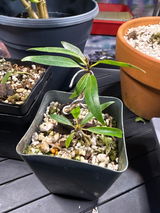 josh geyer review photo