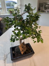 Gunilla d. review photo