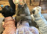 Peanut, Latte review photo
