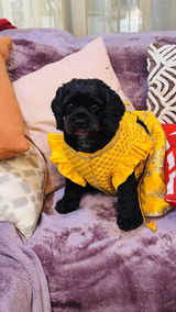 Ajesh Ishri review photo