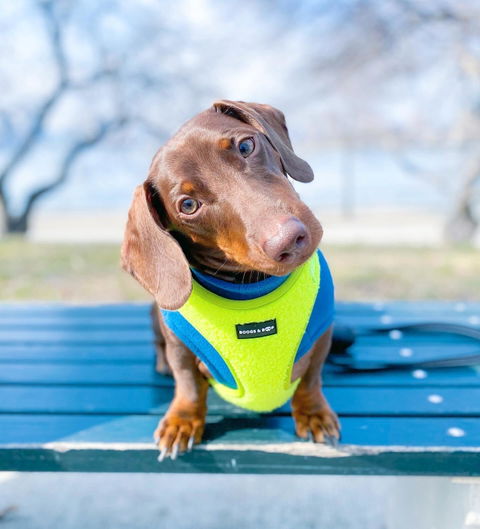 Adjustable Teddy Fabric Dog Harness - Highlighter Yellow