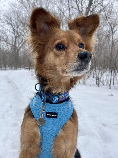 Adjustable Teddy Fabric Dog Harness - Electric Blue