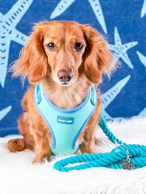 Adjustable Summer Color Block Dog Harness - Surfrider Blue