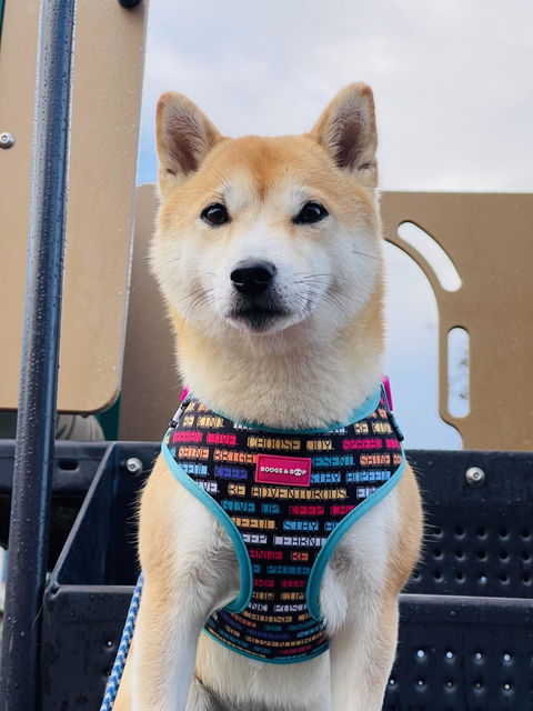 Adjustable Pawsitive Affirmations Dog Harness