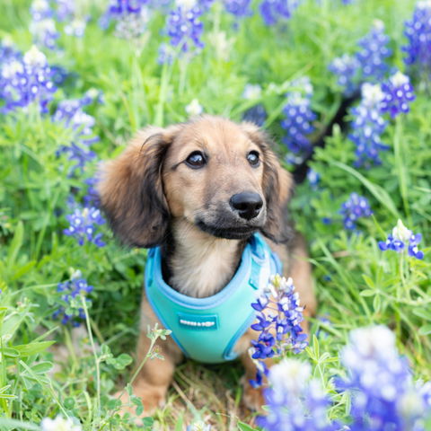 Adjustable Summer Color Block Dog Harness - Surfrider Blue