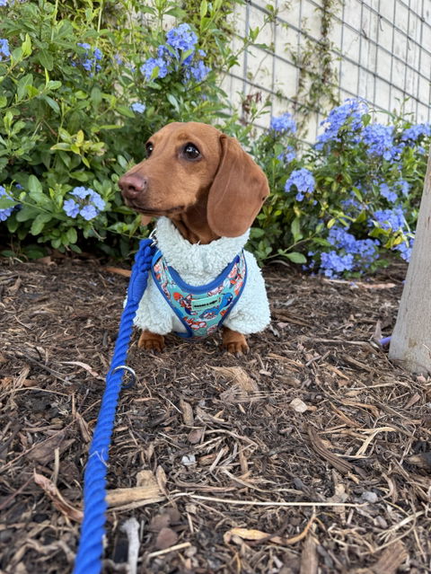 Adjustable Beloved Breeds Dog Harness